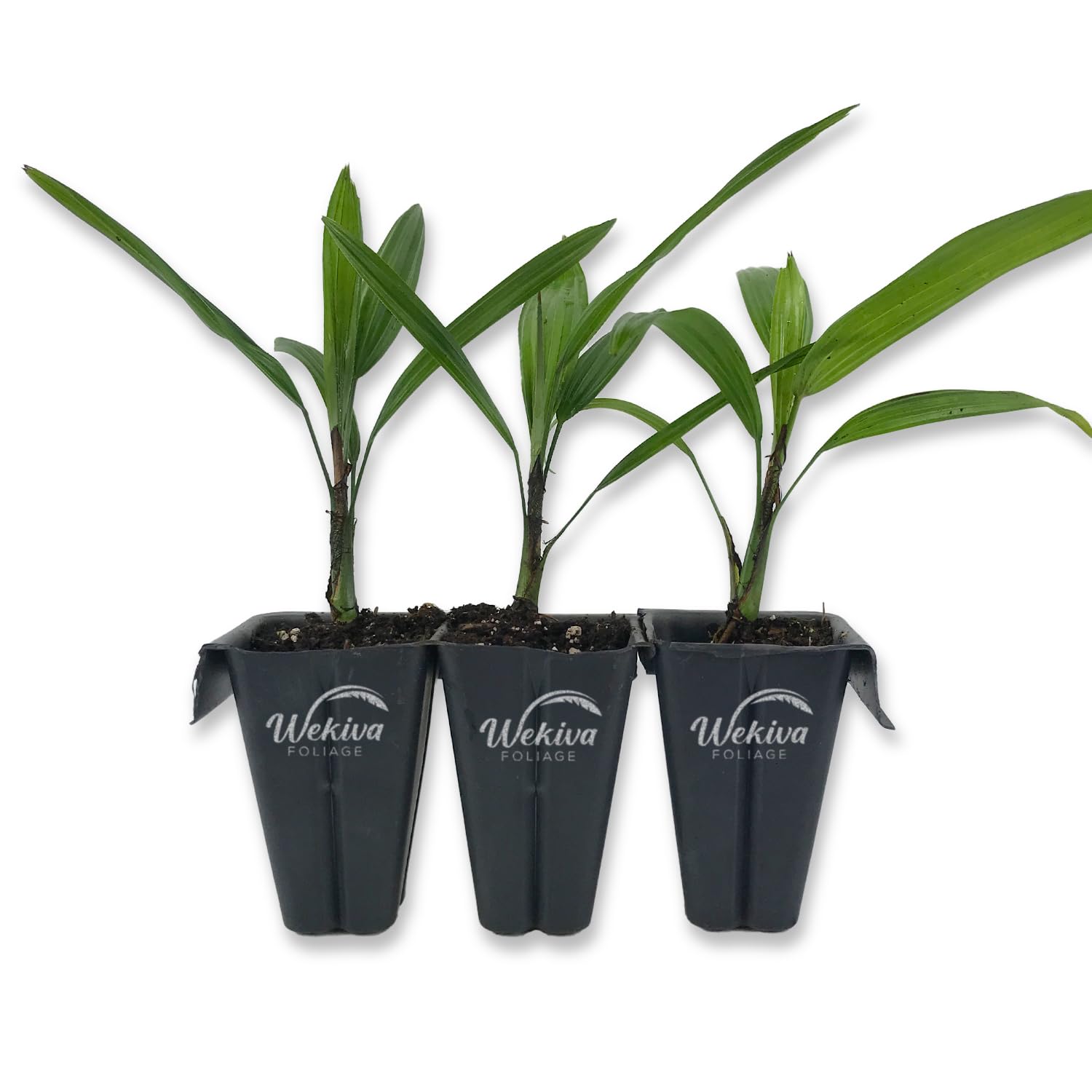 Amazon.com : Lady Palm - 3 Live Starter Plants in 2 Inch Pots